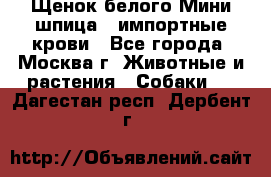 Щенок белого Мини шпица , импортные крови - Все города, Москва г. Животные и растения » Собаки   . Дагестан респ.,Дербент г.